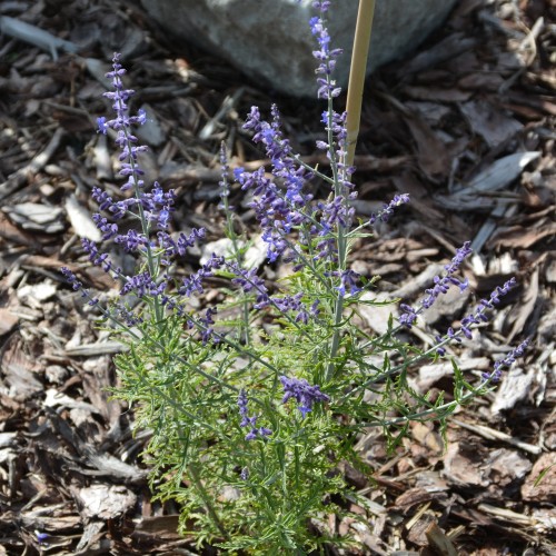 Perovskia atriplicifolia 'Blue Spire' - Harilik perovskia 'Blue Spire' C1,3/1,3L